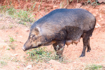 Black wild pig