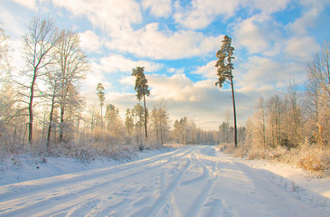 morning dawn on a frosty winter day in the forest, rays through the trees