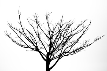 Fototapeta na wymiar silhouette of a tree on isolated.