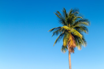 Coconut trees on a bright sky.
