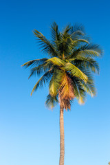 Coconut trees on a bright sky.