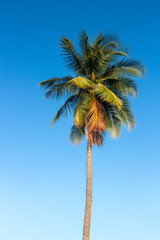 Coconut trees on a bright sky.