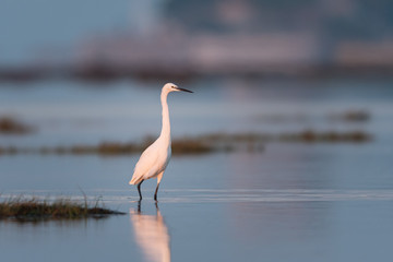 Little egret standing in the water during sunrise