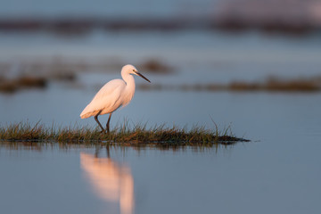 Little egret walking in the water during sunrise