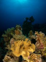 seabed in the red sea with coral and fish