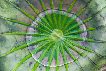 Drop of water on a lotus leaf green.