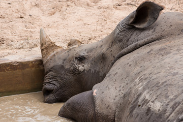 rhino  in the water