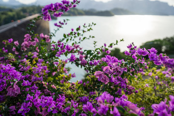 Obraz premium field of purple flowers