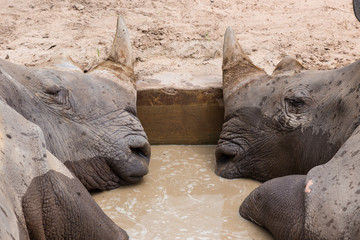 Obraz premium rhino in the water