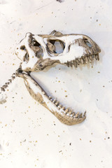 dinosaur fossils © wannasak