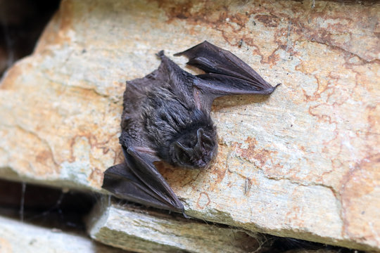 bat - a young black bat on the stone in daytime