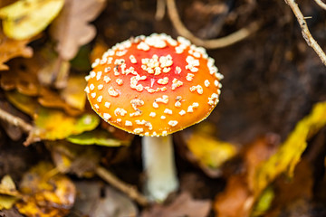 Mushrooms and autumn leaves in the woods