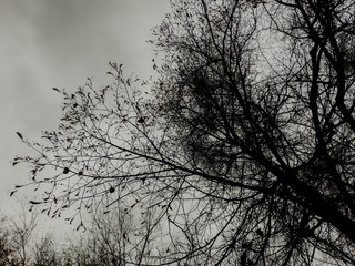 View of trees in autumn with fallen leaves