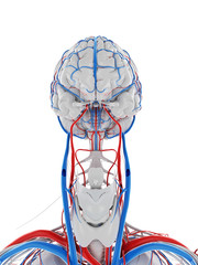 3d rendered medically accurate illustration of the vascular system of the brain