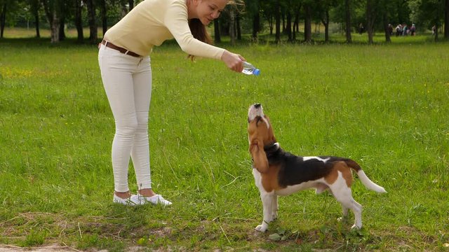 Woman share water with lovely pet, dog lick trickle falling from half-closed bottle. Slow motion shot, hot summer weather, beagle feel thirst and readily drink given water