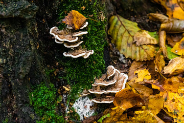 Mushrooms and autumn leaves in the woods
