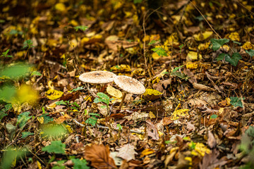 Mushrooms and autumn leaves in the woods
