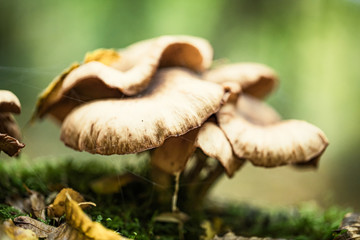 Mushrooms and autumn leaves in the woods