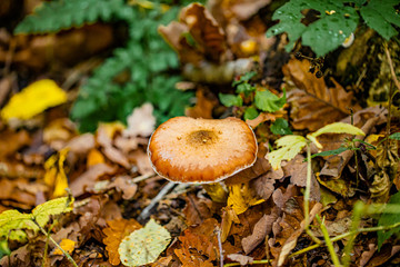 Mushrooms and autumn leaves in the woods