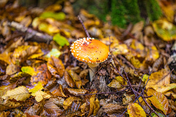 Mushrooms and autumn leaves in the woods