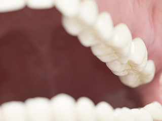 3d rendered illustration of the human teeth