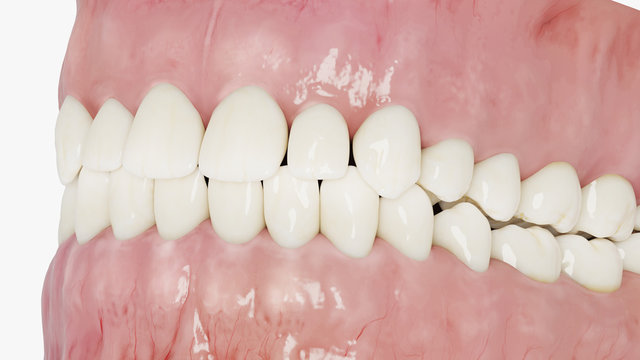 3d rendered illustration of the human teeth