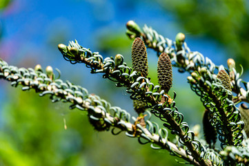 Close-up of greenish bump on branch Abies koreana Silberlocke - spruce with intertwined silver needles on blurred green and blue background. Selective focus. Nature concept for design.