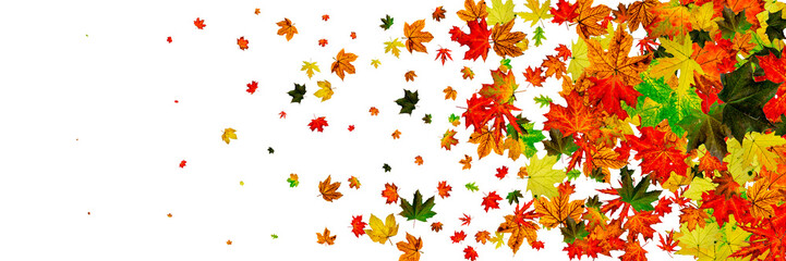 Autumn landscape. Season pattern isolated on white background. Thanksgiving concept