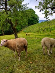 Obraz na płótnie Canvas sheep on the vine field