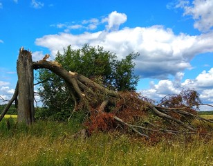 Fototapeta na wymiar tree broken by lightning