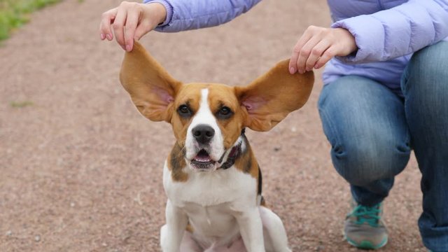 Funny dog sit and listen with large ears stretched out, woman hold beagle flappers by hands. Doggy look straight to camera, watchful portrait of young pet