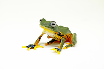 flying tree frog, wallace frog, rhacophorus reindwardtii with white background