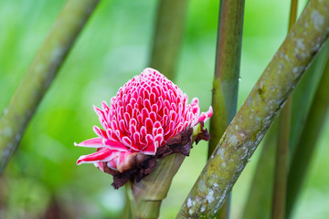 One ginger flower in Ecuador
