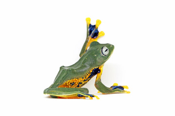 flying tree frog, wallace frog, rhacophorus reindwardtii with white background