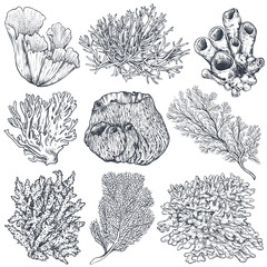 Vector collection of hand drawn ocean plants and coral reef elements © natality
