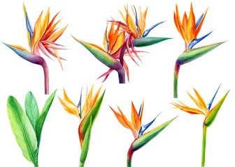 Zelfklevend behang Strelitzia zet tropische heldere bloemen en bladeren, paradijsbloem, strelitzia op witte achtergrond, aquarelillustratie, botanisch schilderij