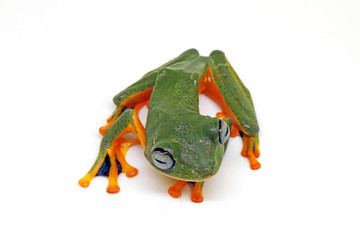 flying tree frog, wallace frog, rhacophorus reindwardtii with white background