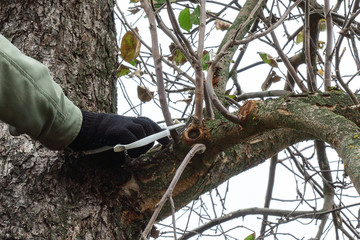 Gardening, tree care, pruning