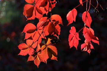 American ivy, Virginia Creeper, Parthenocissus quinquefolia