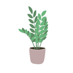 House plants isolated on white background. Zamioculcas. Potted plants. Stock vector illustration in flat style. Home decoration.