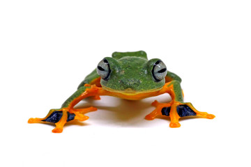 flying tree frog, wallace frog, rhacophorus reindwardtii with white background