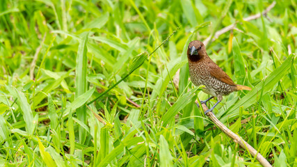 Scaly-Breasted Munia perching on a dried small perch,  looking into a distance