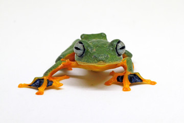 flying tree frog, wallace frog, rhacophorus reindwardtii with white background
