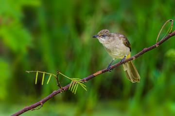 Streak-eared Bulbul perching on a branch  looking into a distance