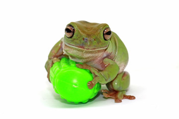 dumpy frog, green tree papua frog with white background