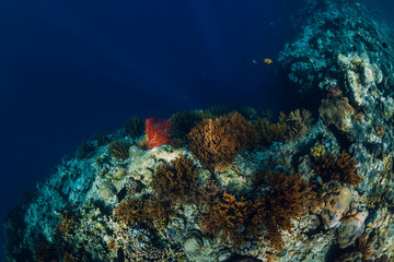 Naklejka na ściany i meble Underwater rocks with coral and fish in blue transparent ocean. National park Menjangan island