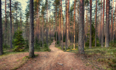 dirt road in a beautiful pine forest on an autumn day