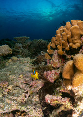 seabed in the red sea with coral and fish