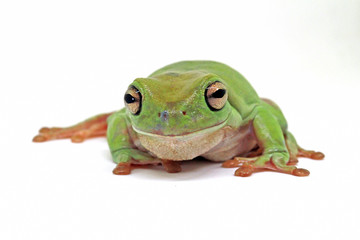 dumpy frog, papua green frog