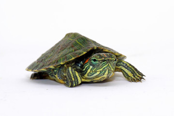 baby turtle with white background